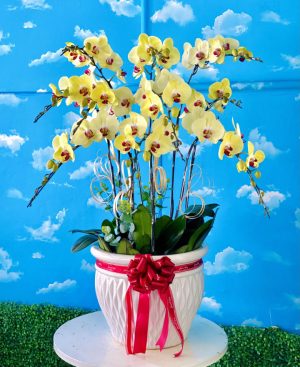 Shop Hoa Tươi Thị Trấn Phong Nha, Bố Trạch, Quảng Bình